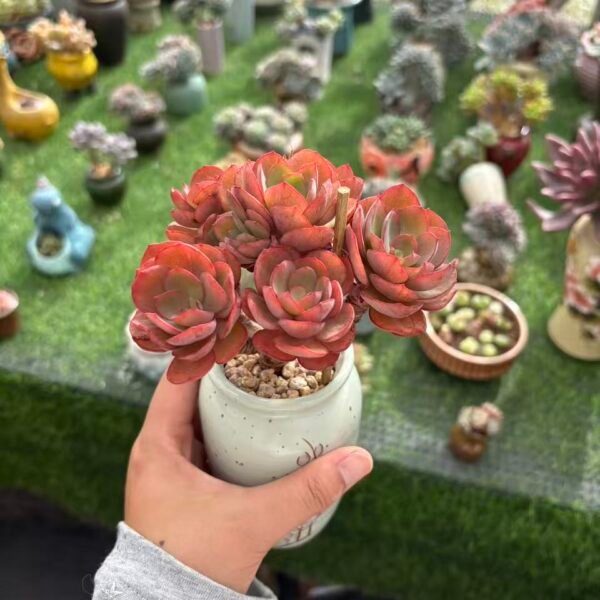 Echeveria 'Suyon'