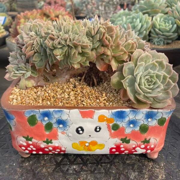 132. Echeveria cv. Onslow