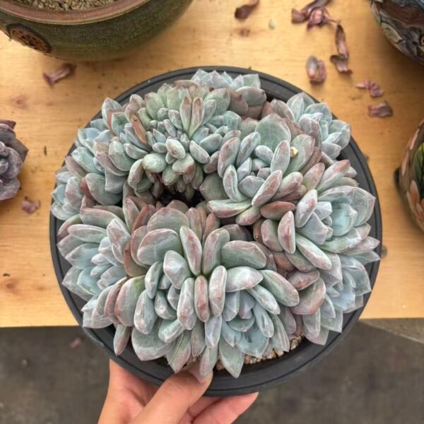 201. Echeveria Monroe