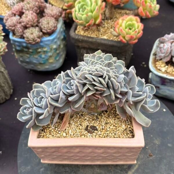 031. Echeveria 'Tynie Burger'