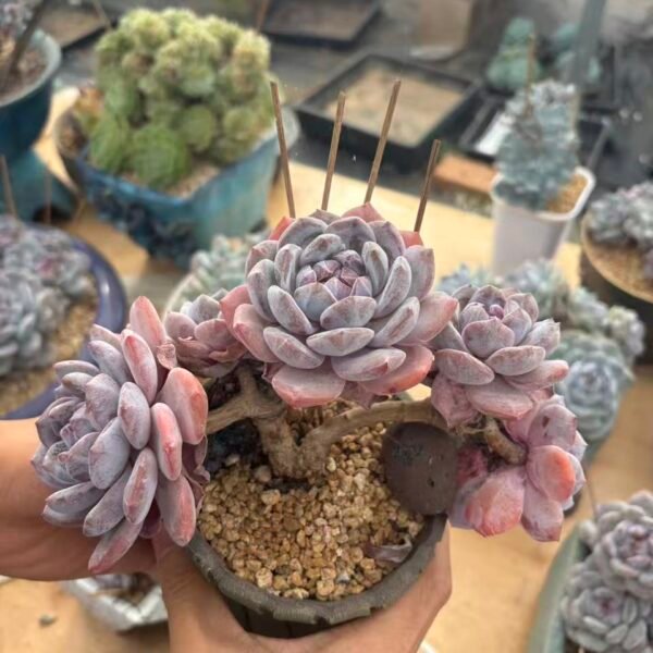 027. Echeveria Monroe