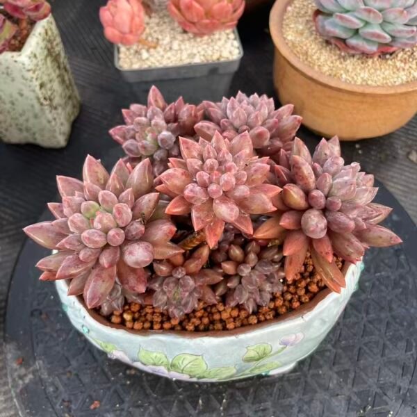 128. Echeveria 'Bloodspotted Crystal Ball'