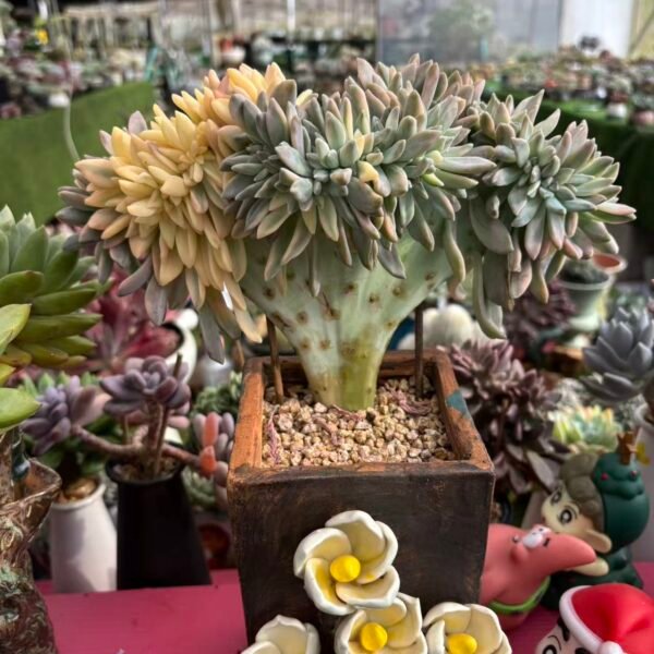 Echeveria light snow brocade