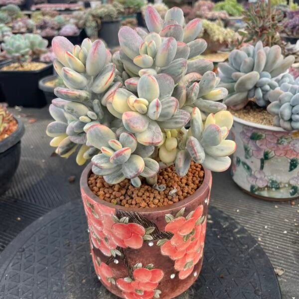 Cotyledon orbiculata cv. Short Round Leaf Variegated