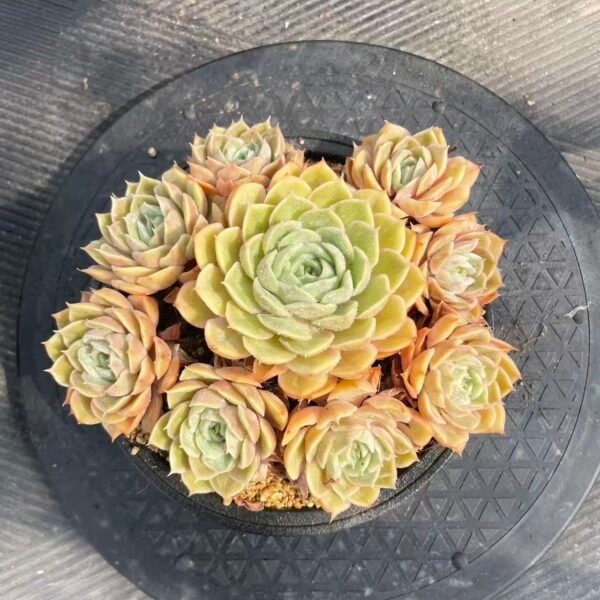 056. Echeveria cv. Onslow