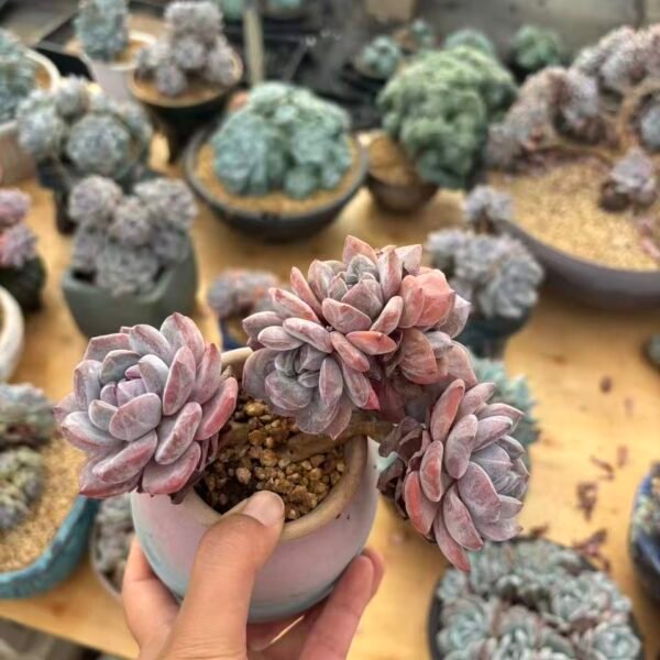 035. Echeveria Monroe