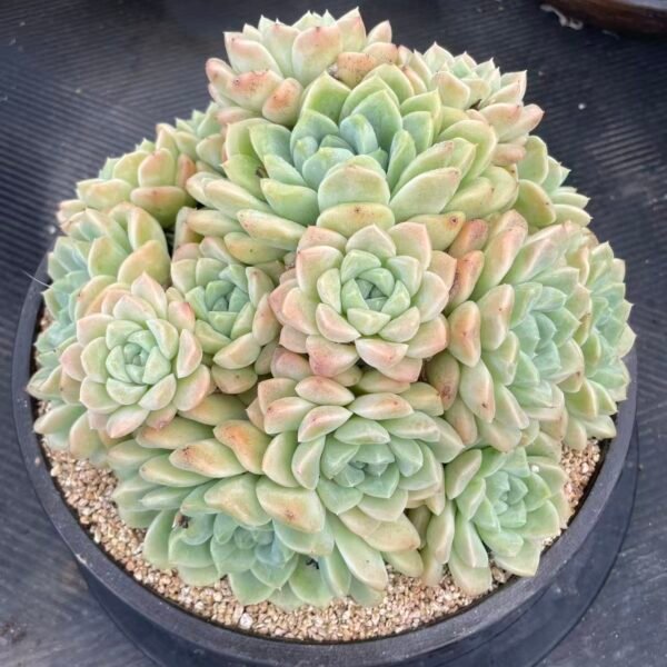 Pachyphytum oviferum