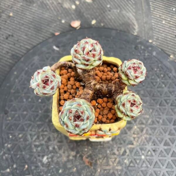 104. Echeveria 'Red Velvet'