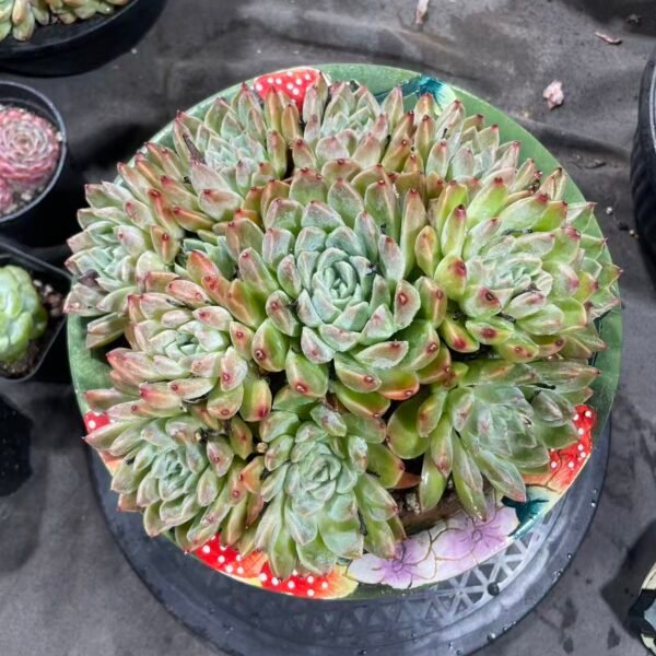 087. Echeveria 'Hybrid'