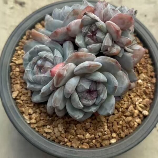 027. Echeveria Monroe