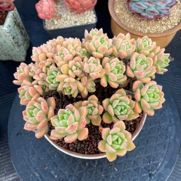 Sedeveria 'Markus'