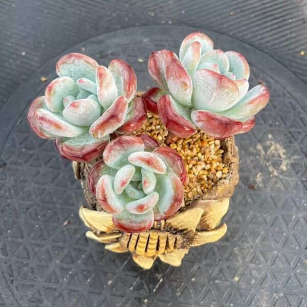 Echeveria 'Mundane Snow'