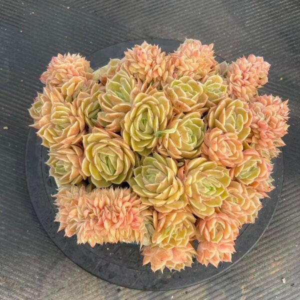 Echeveria cv. Onslow