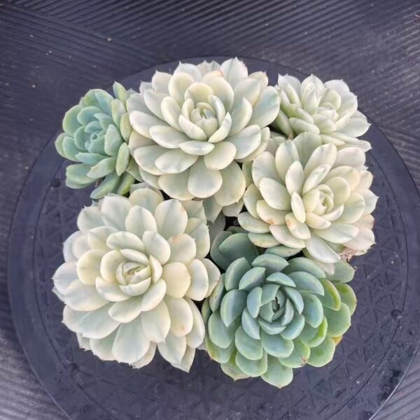 210. Echeveria lemon berry