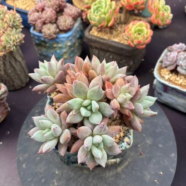 262. Echeveria gigantea SP