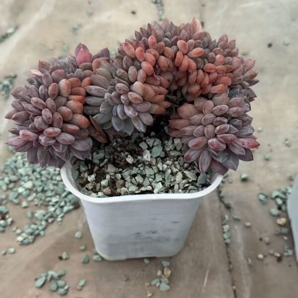 079. Echeveria Monroe