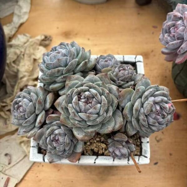 016. Echeveria Monroe