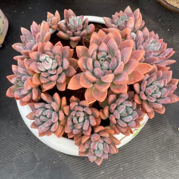 Graptoveria 'Opalina'