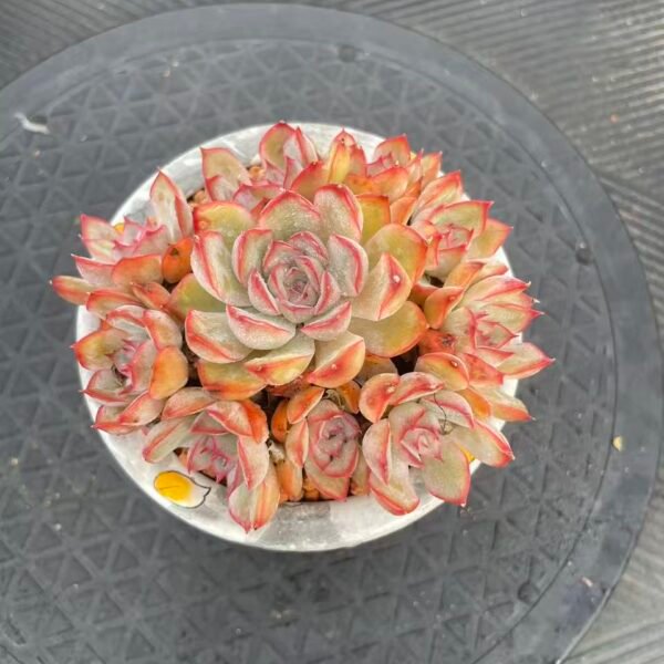 Echeveria Orion