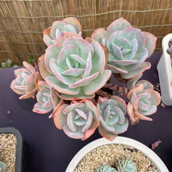 004. Echeveria 'Hakuhou'