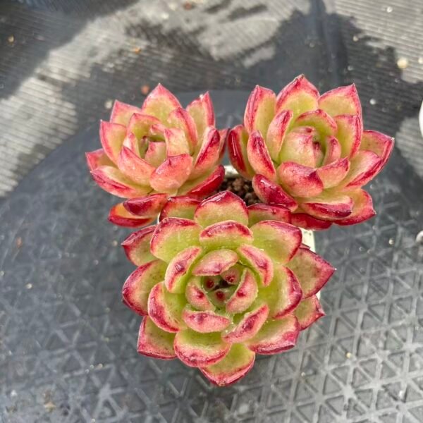 Echeveria 'Daredevil'