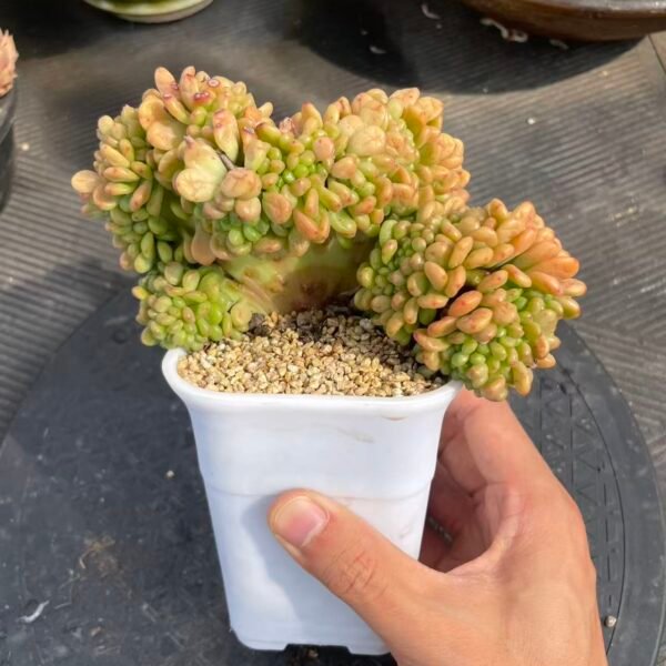 Sedeveria 'Shangri-La'