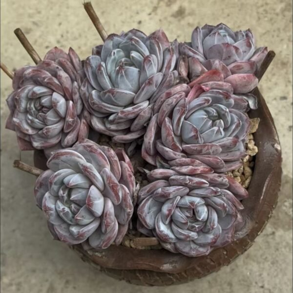 071. Echeveria Monroe