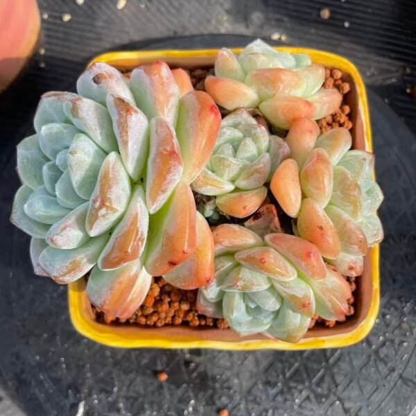 030. Echeveria 'Ice green'