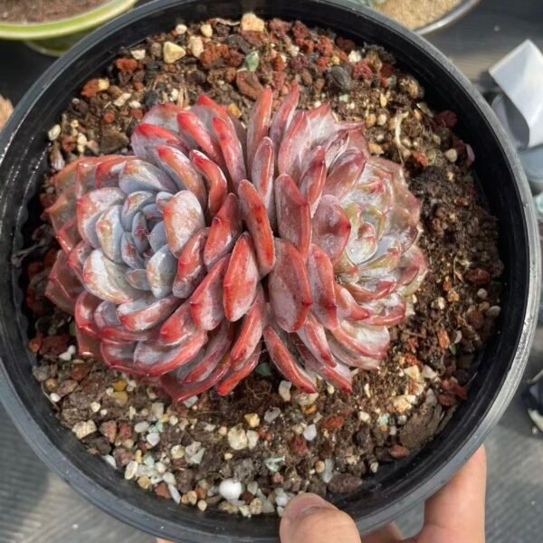 216. Echeveria Monroe