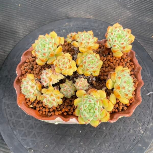 Echeveria Panda Face