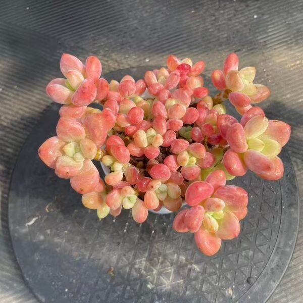 Graptosedum Red miul