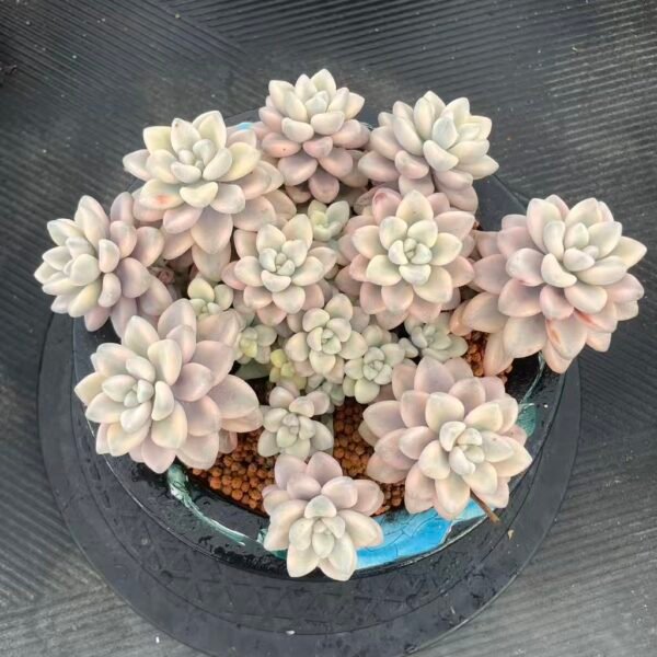 Graptopetalum 'Ellen'