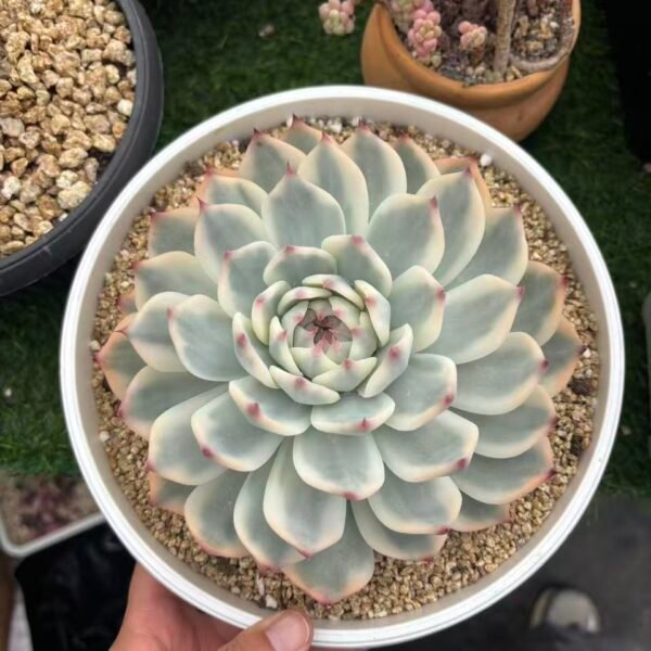 150. Echeveria chihuahuaensis variegata