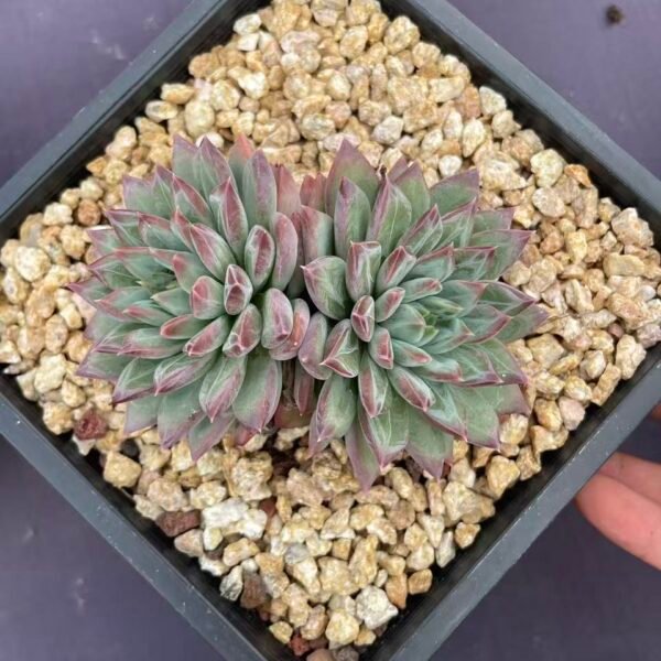 279. Echeveria cv