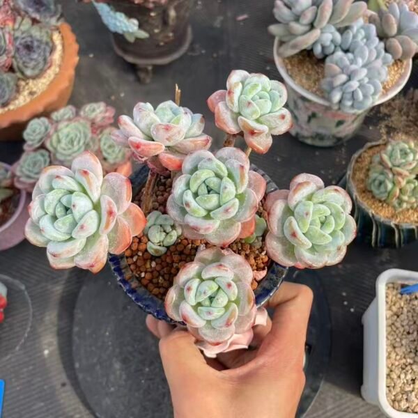 088. xSedeveria 'Maxwell'