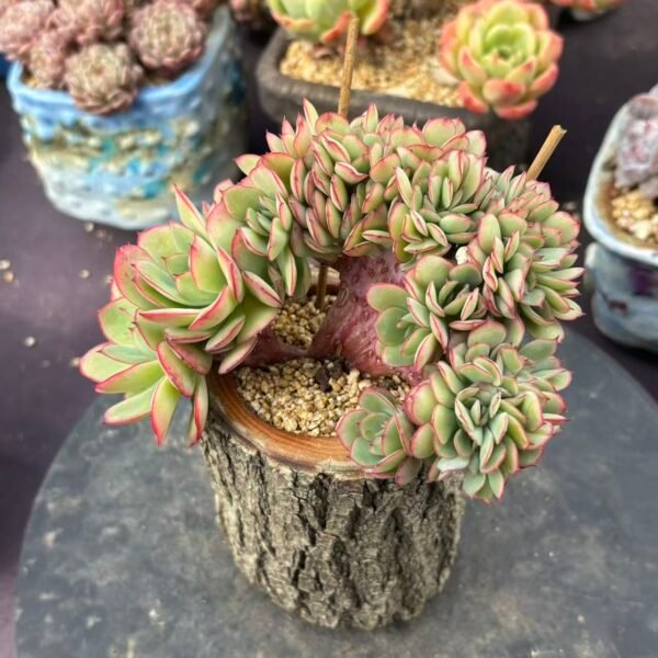 137. Graptoveria titubans