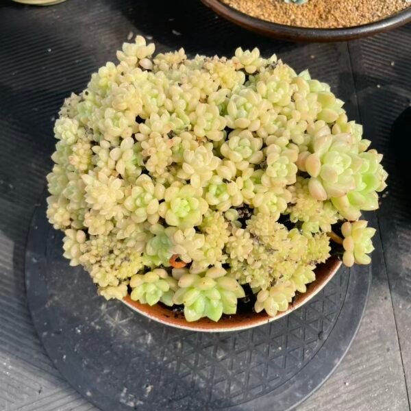 251. Echeveria 'Cream Beauty'。