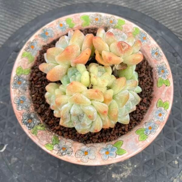 114. Echeveria 'Ice green'