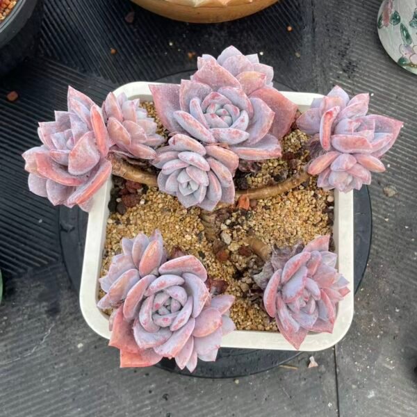Echeveria 'Hua Xue'