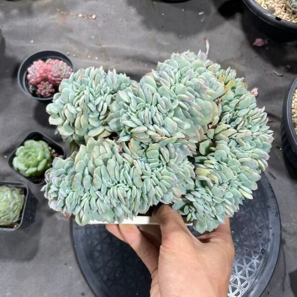 127. Echeveria 'Agate'