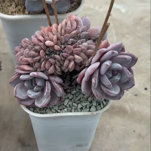 030. Echeveria Monroe