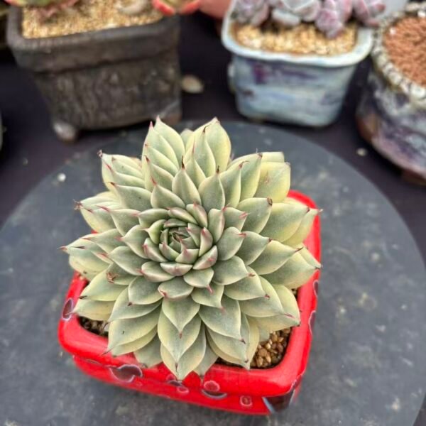 180. Echeveria cuspidata var. zaragozae