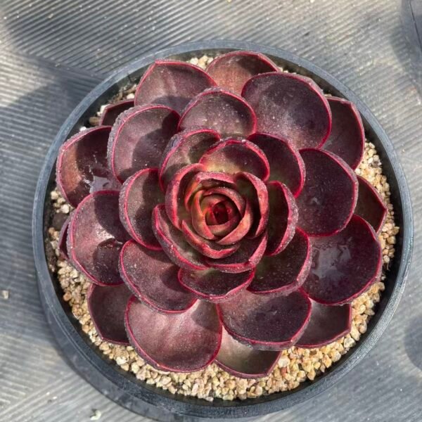 059. Echeveria Red Light