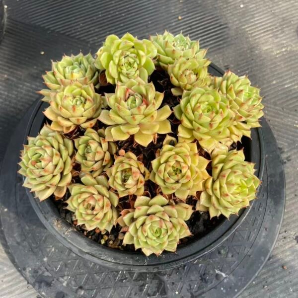 Echeveria 'Ben Badis'