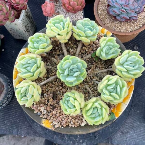 Echeveria 'Hina Rose'