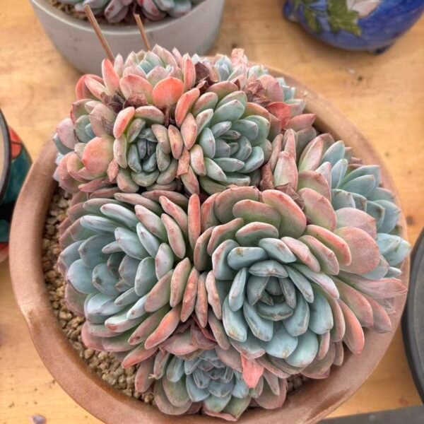 149. Echeveria Monroe