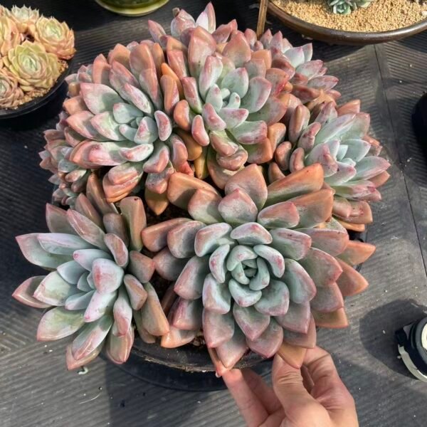 107. Graptoveria 'Opalina' Cristata