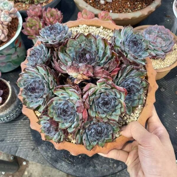 Echeveria 'Blue Rose'