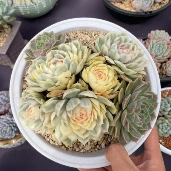 Echeveria cv. Onslow Variegated
