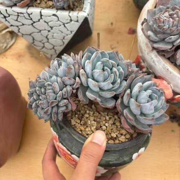 029. Echeveria Monroe